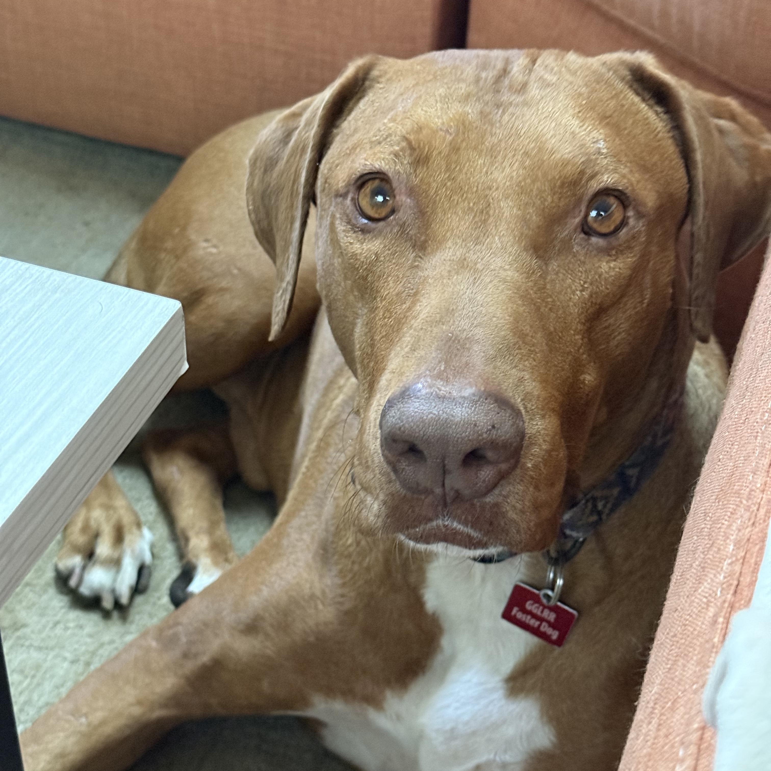 Enlarge Rex, a Adoptable mixed breed in San Francisco, CA image 1/6