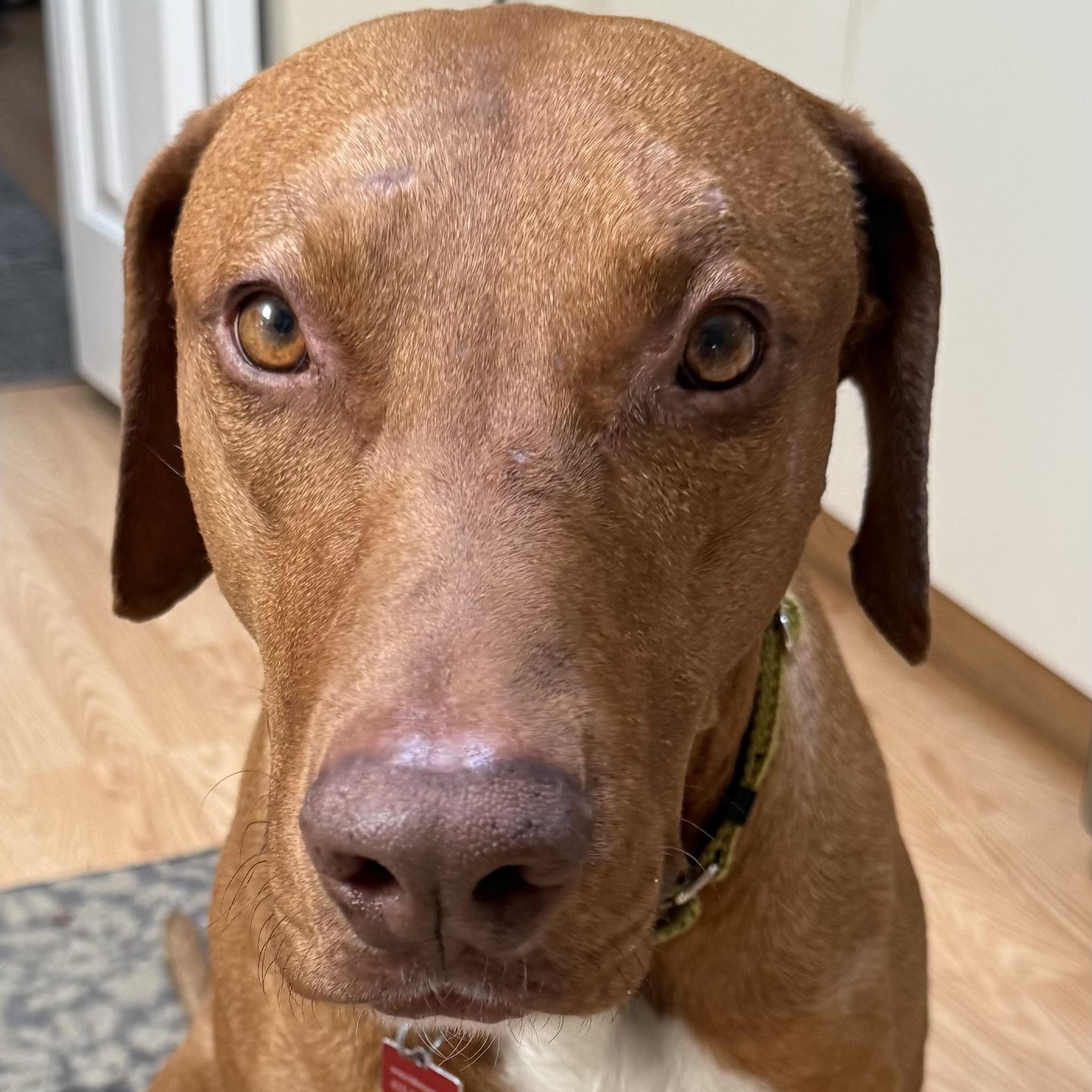 Enlarge Rex, a Adoptable mixed breed in San Francisco, CA image 2/6