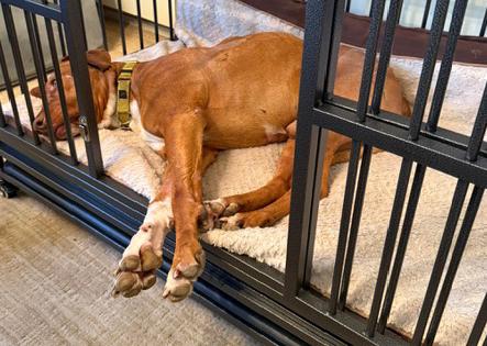 Enlarge Rex, a Adoptable mixed breed in San Francisco, CA image 6/6