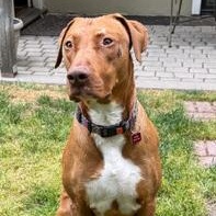 Enlarge Rex, a Adoptable mixed breed in San Francisco, CA image 3/6