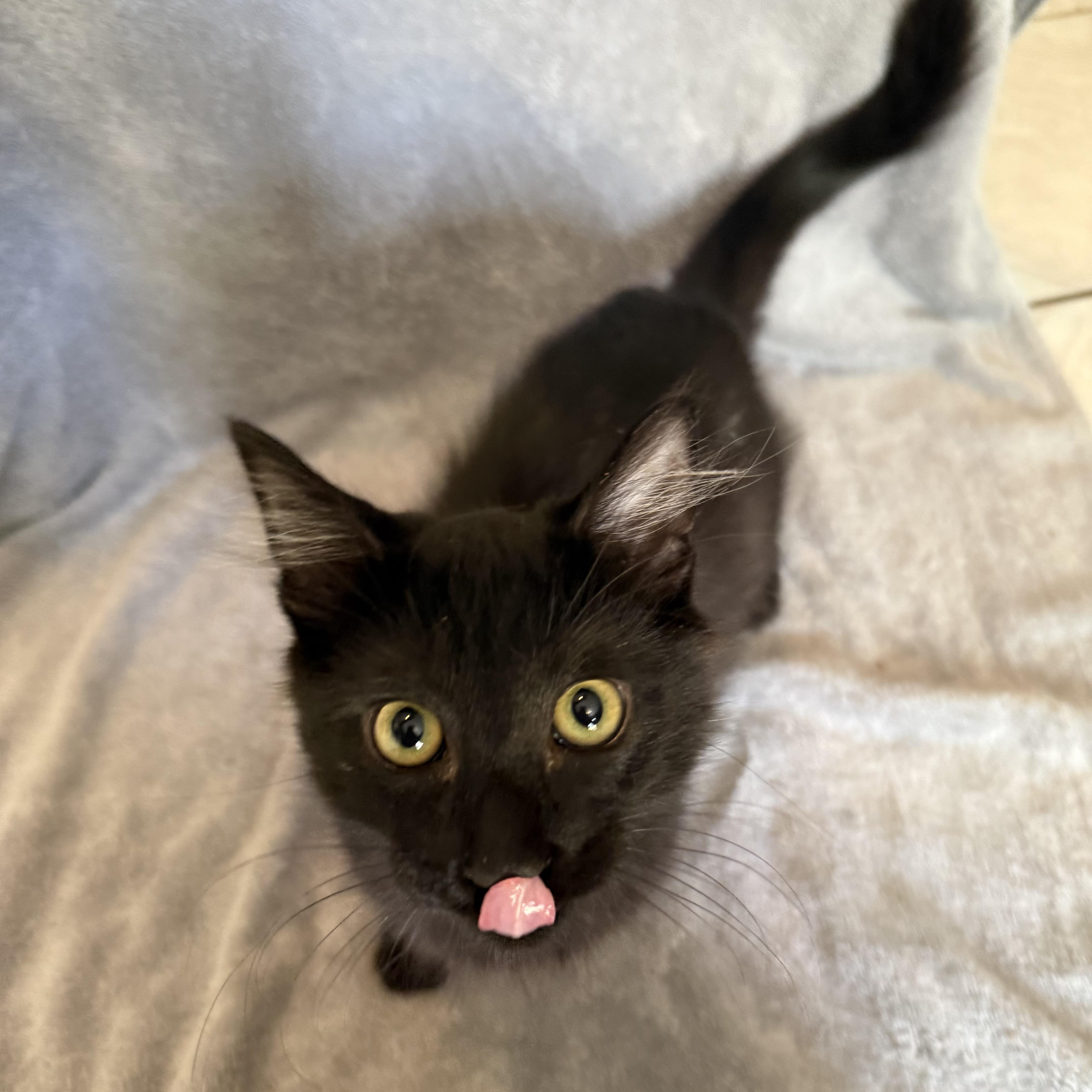 Enlarge Burger, an adoptable Domestic Medium Hair in Bentonville, AR image 1/1