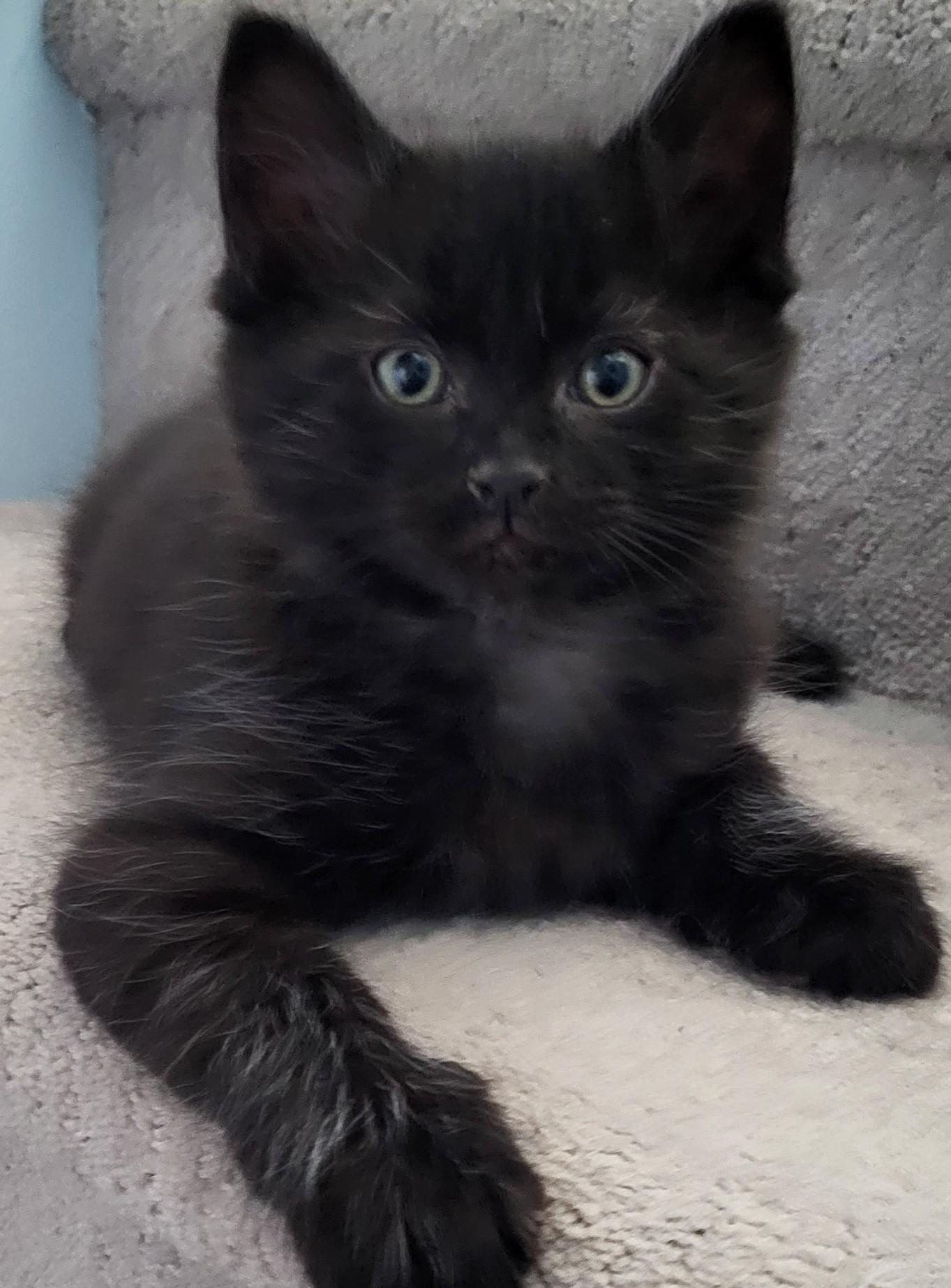 Sherlock, Adoptable, Kitten Male Domestic Short Hair.