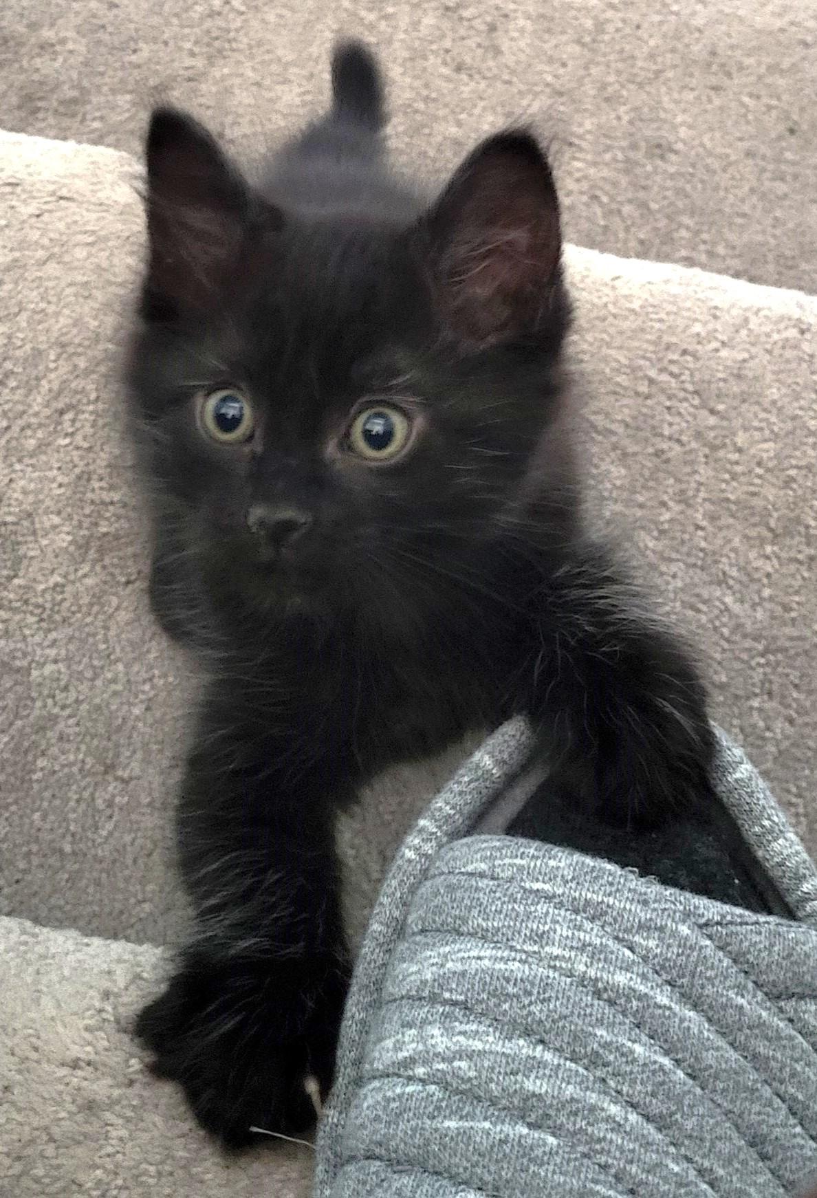 Enlarge Sherlock, a Adoptable Domestic Short Hair in Saanichton, BC image 2/5