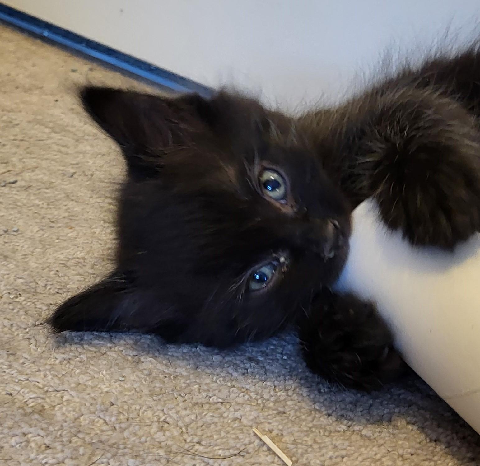 Enlarge Sherlock, a Adoptable Domestic Short Hair in Saanichton, BC image 4/5