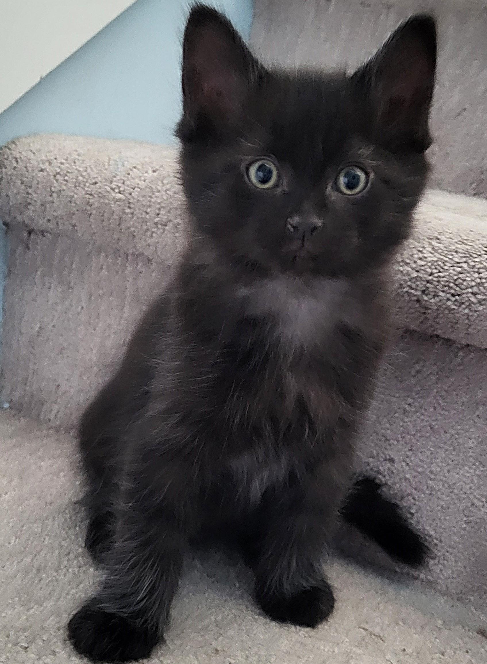 Enlarge Sherlock, a Adoptable Domestic Short Hair in Saanichton, BC image 3/5