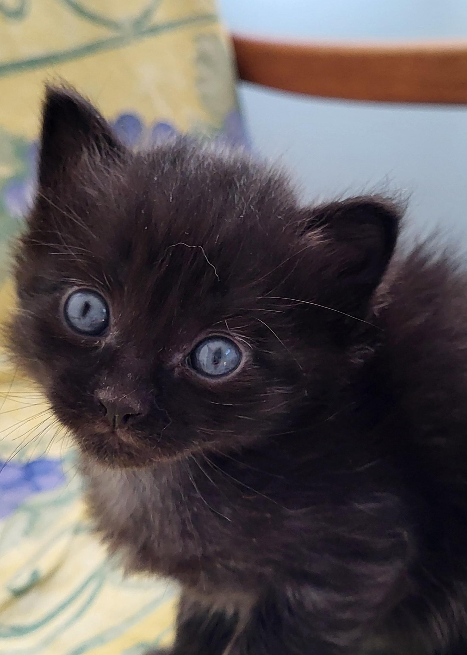 Enlarge Sherlock, a Adoptable Domestic Short Hair in Saanichton, BC image 5/5