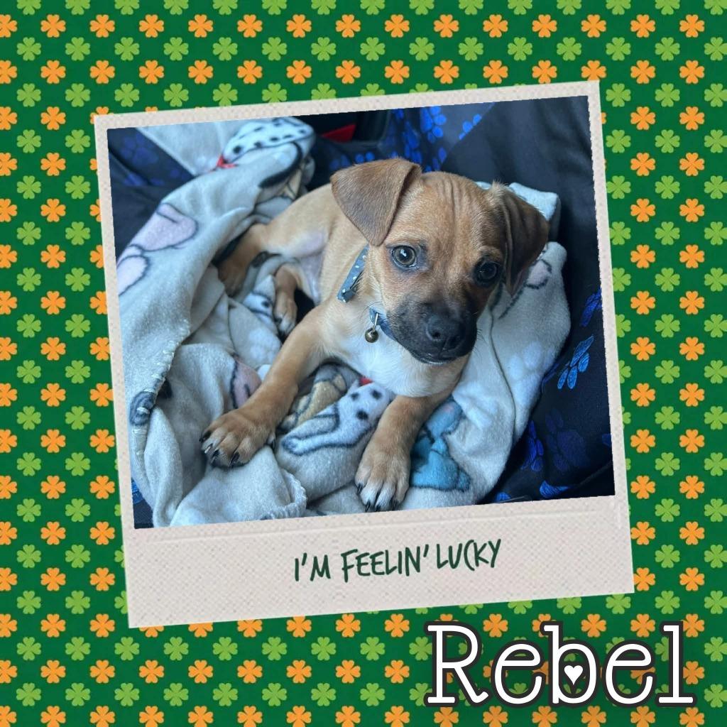 Enlarge Rebel, a Adoptable mixed breed in Mesa, AZ image 1/1