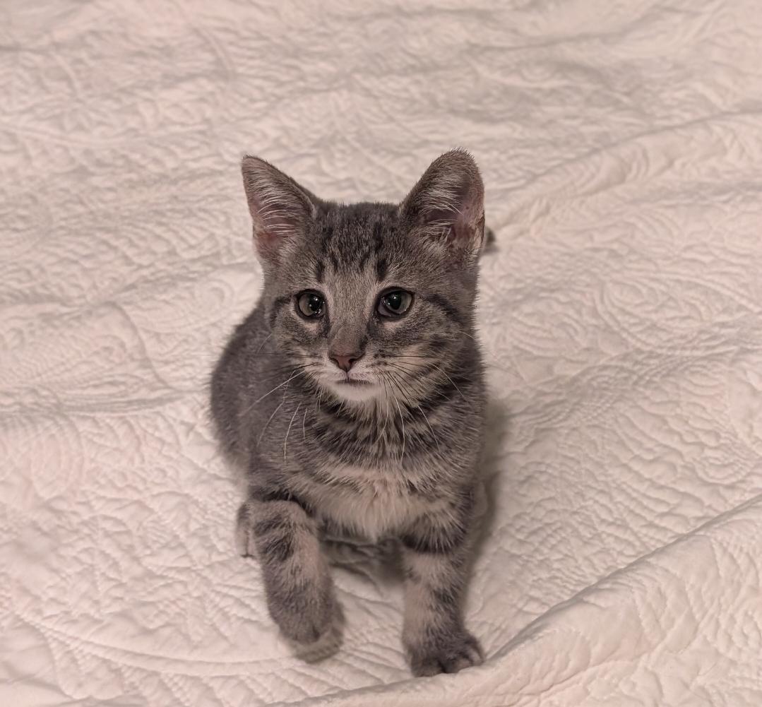Quail, Adoptable, Kitten Male Tabby & Tiger.