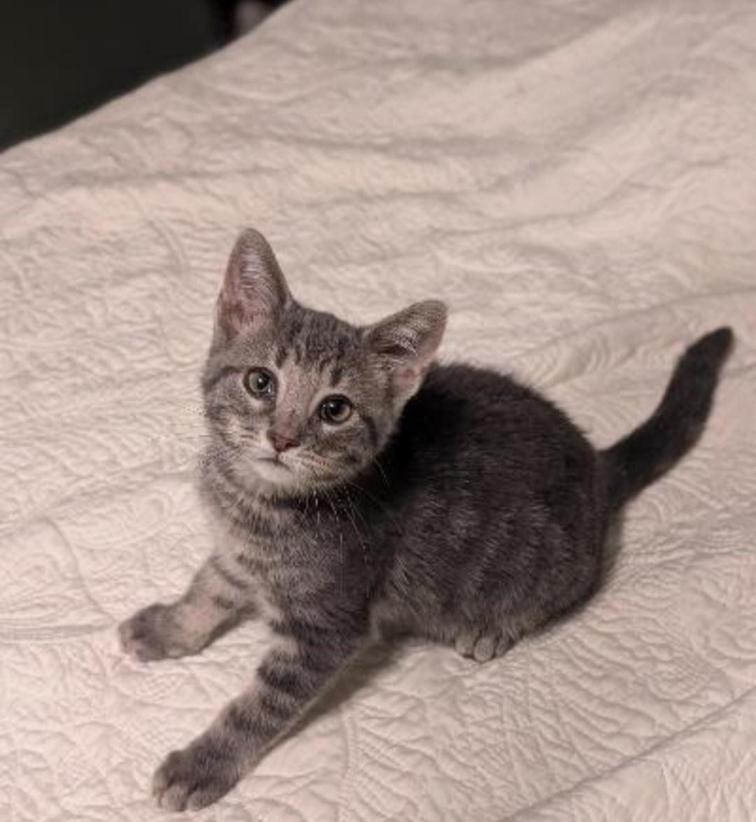 Enlarge Quail, a Adoptable mixed breed in Howell, MI image 2/2