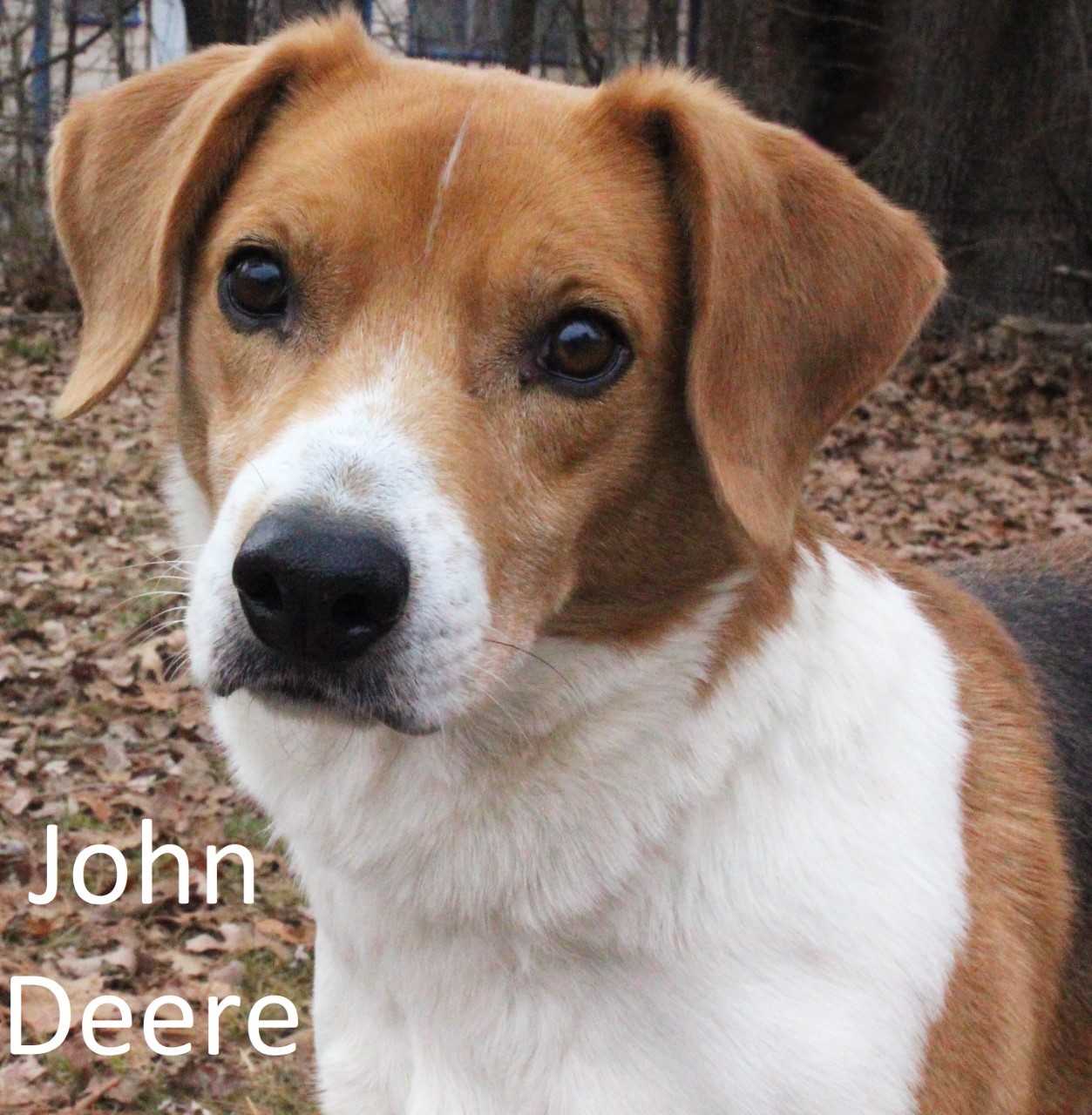 John Deere, an adoptable Beagle, Treeing Walker Coonhound in Tahlequah, OK, 74465 | Photo Image 1