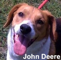John Deere, a Adoptable mixed breed in Tahlequah, OK image 3/12