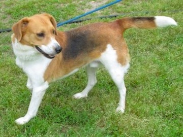John Deere, a Adoptable mixed breed in Tahlequah, OK image 4/12