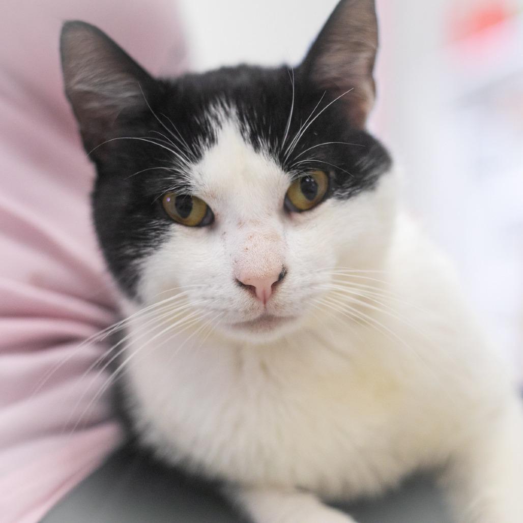 Ollie, Adoptable, Adult Male Domestic Short Hair.