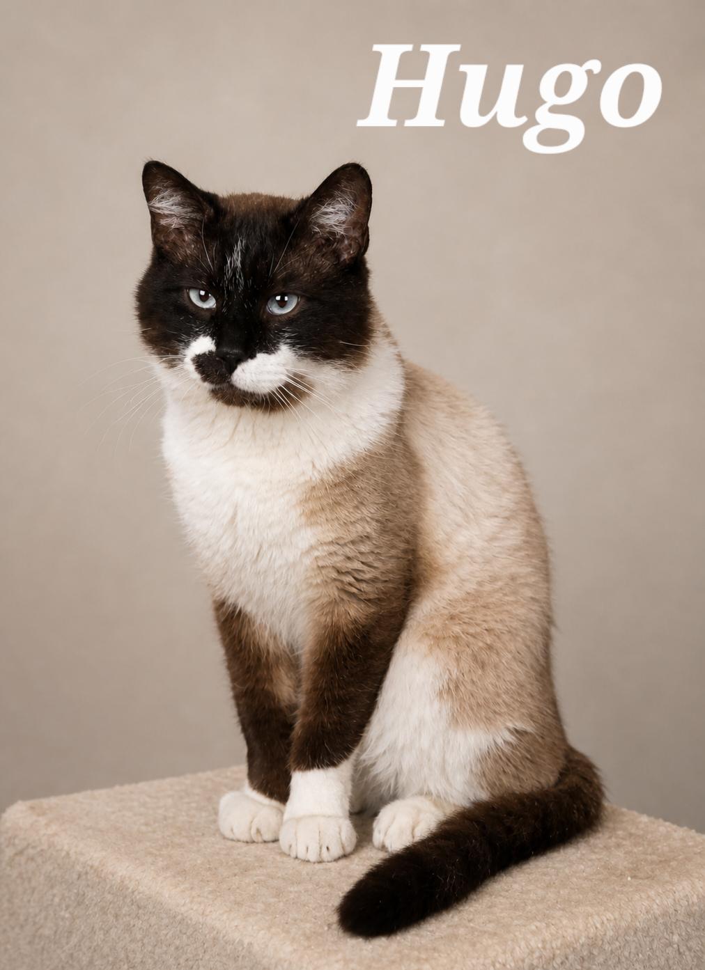 Hugo, ADOPTABLE, Young Male Snowshoe & Siamese.