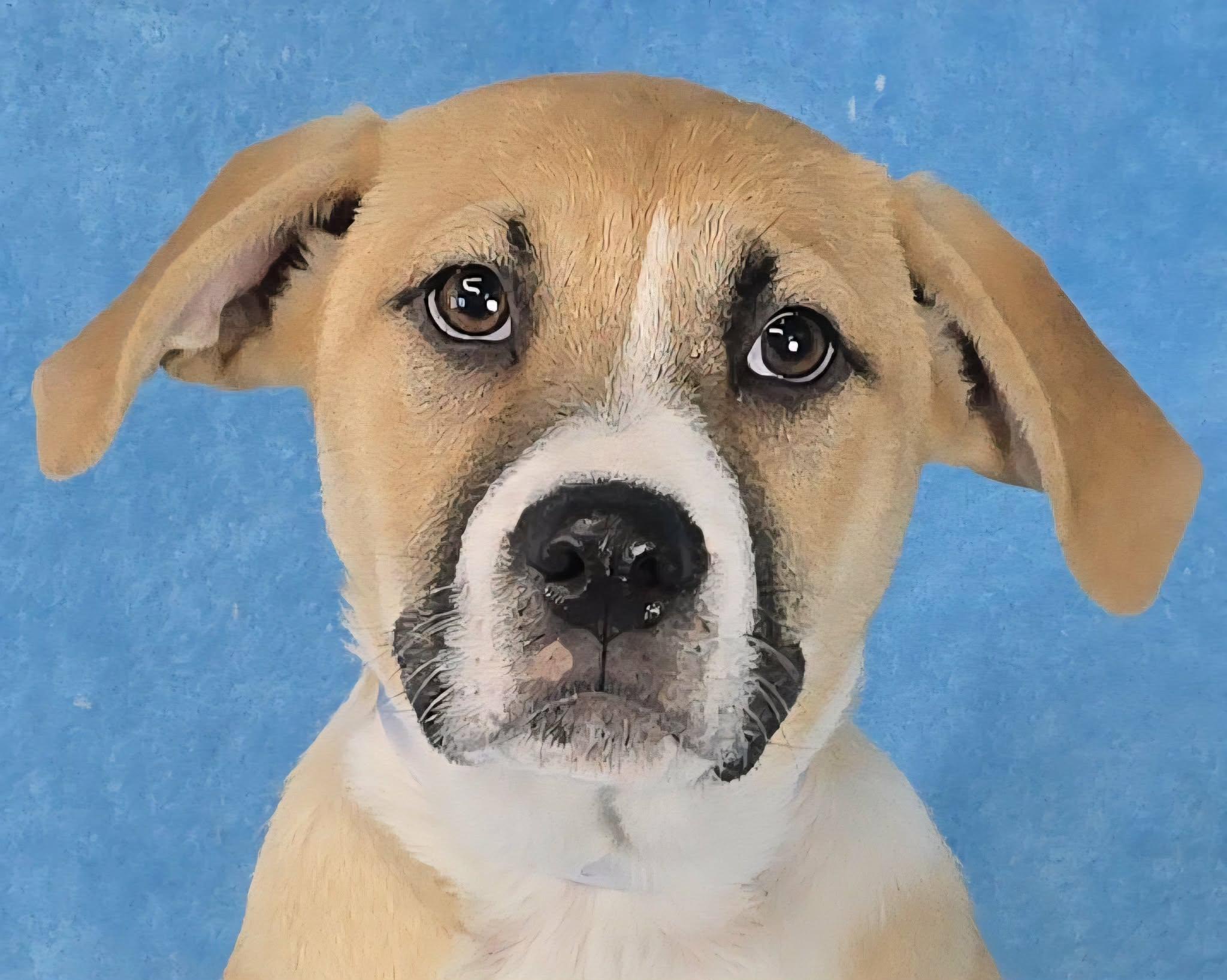 Chaz, ADOPTABLE, Puppy Male Husky & Australian Cattle Dog / Blue Heeler.