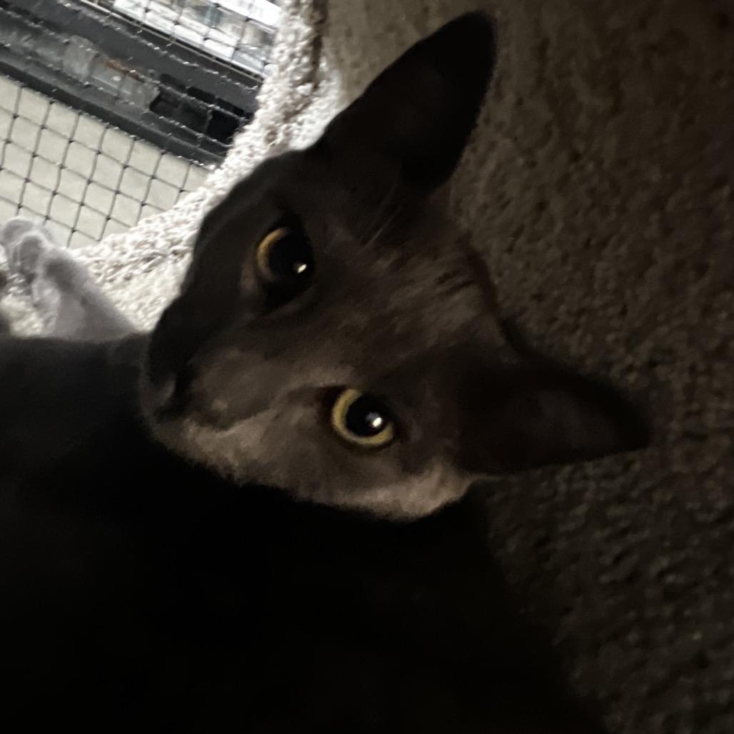 Clyde, Adoptable, Kitten Male Domestic Short Hair.
