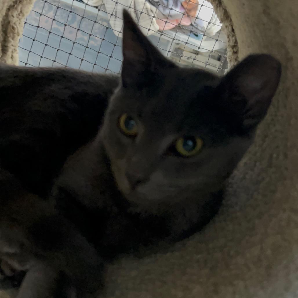 Enlarge Clyde, a Adoptable Domestic Short Hair in Buellton, CA image 2/4