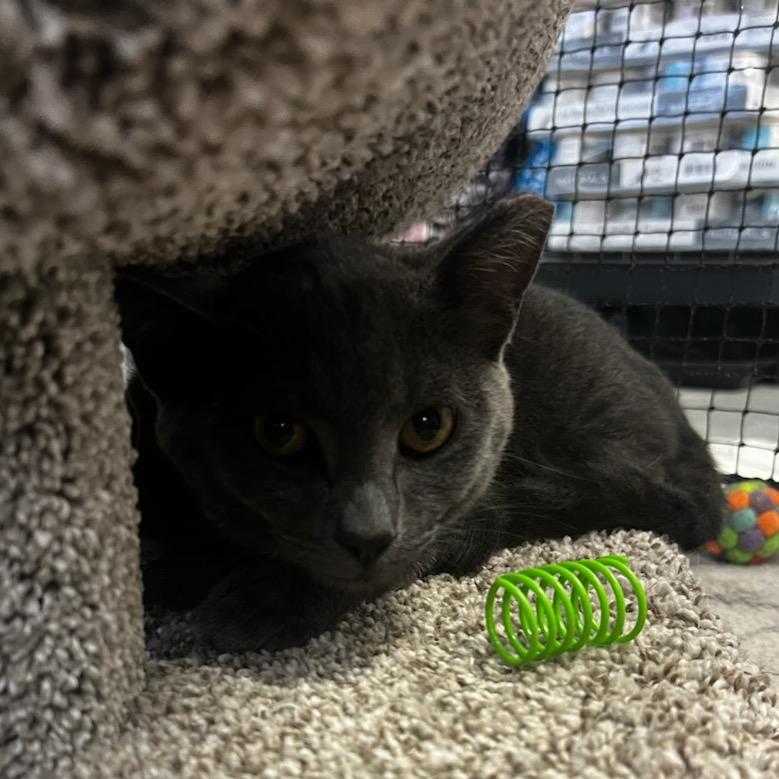 Enlarge Clyde, a Adoptable Domestic Short Hair in Buellton, CA image 3/4