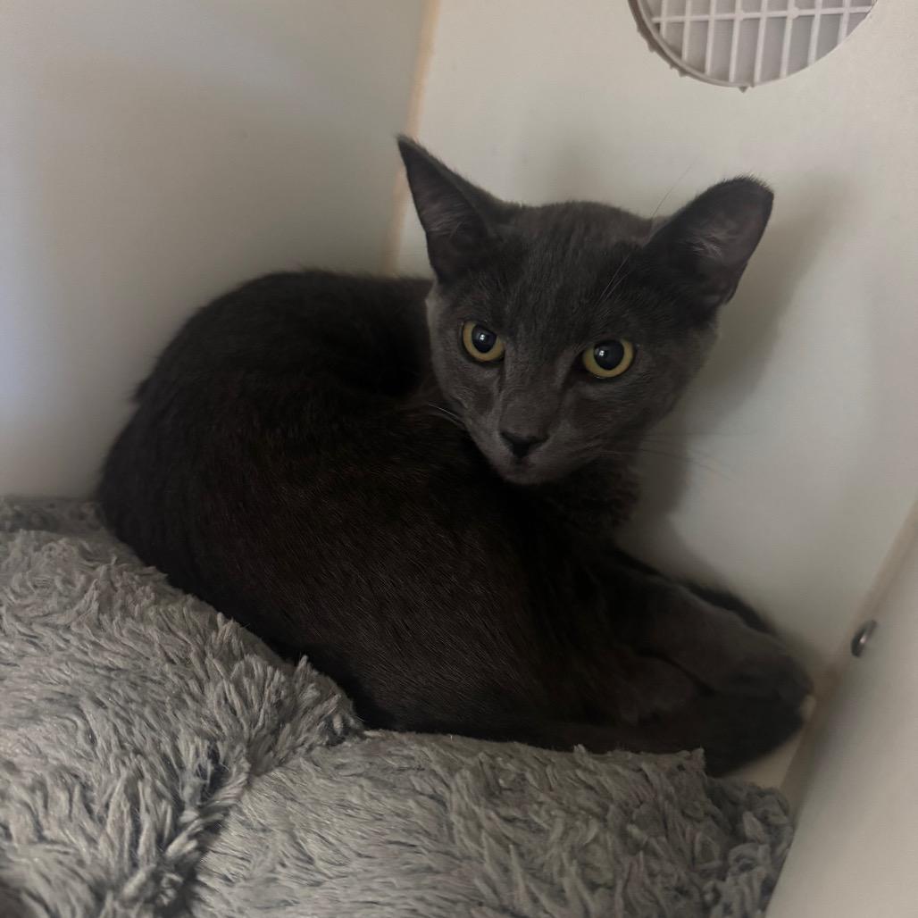 Enlarge Clyde, a Adoptable Domestic Short Hair in Buellton, CA image 4/4