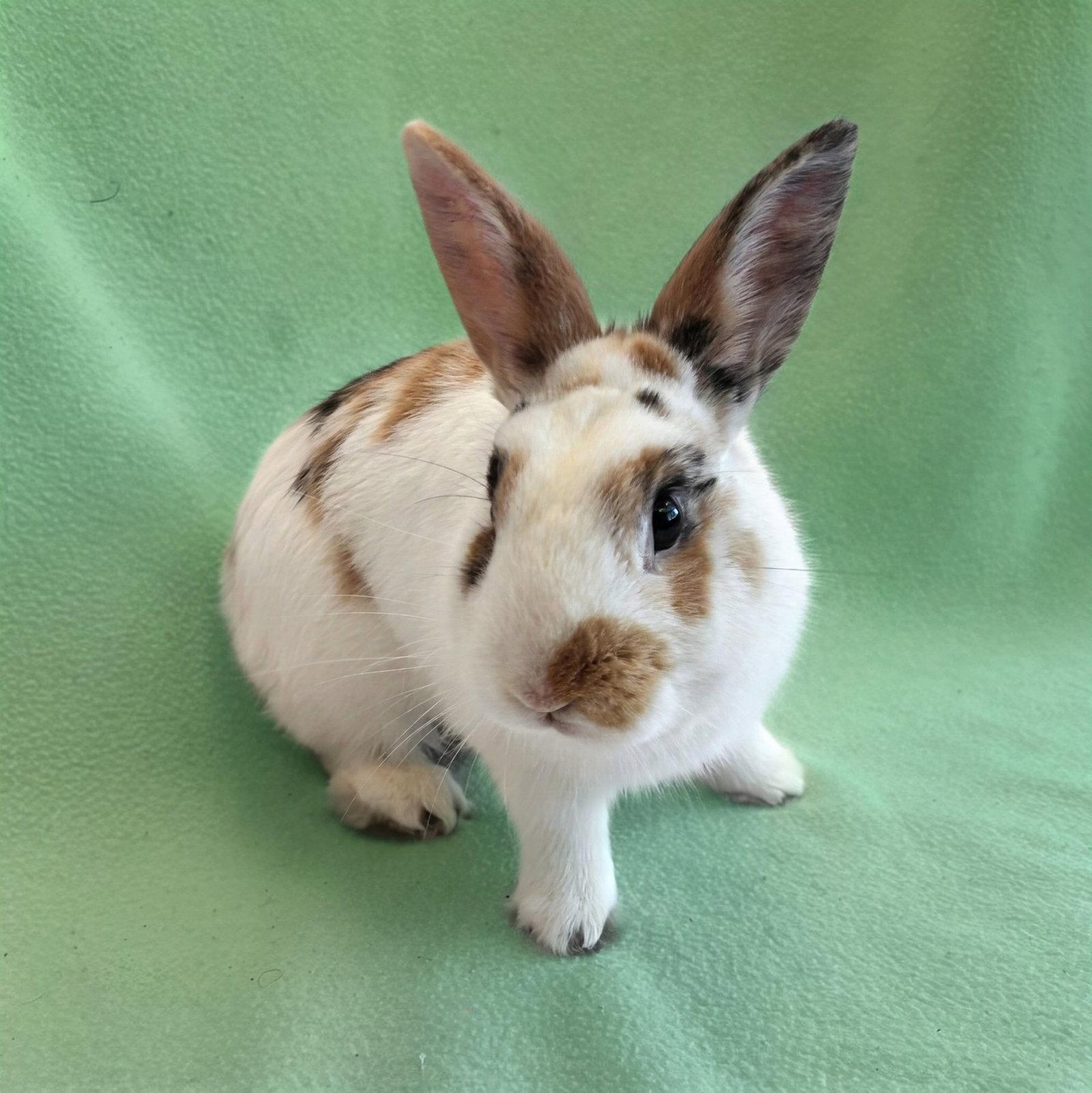Cooper, Adoptable, Young Male Bunny Rabbit.