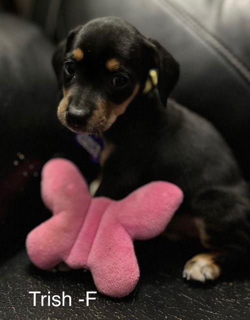 Trish, a Adopted Dachshund in Hillside, IL image 1/3
