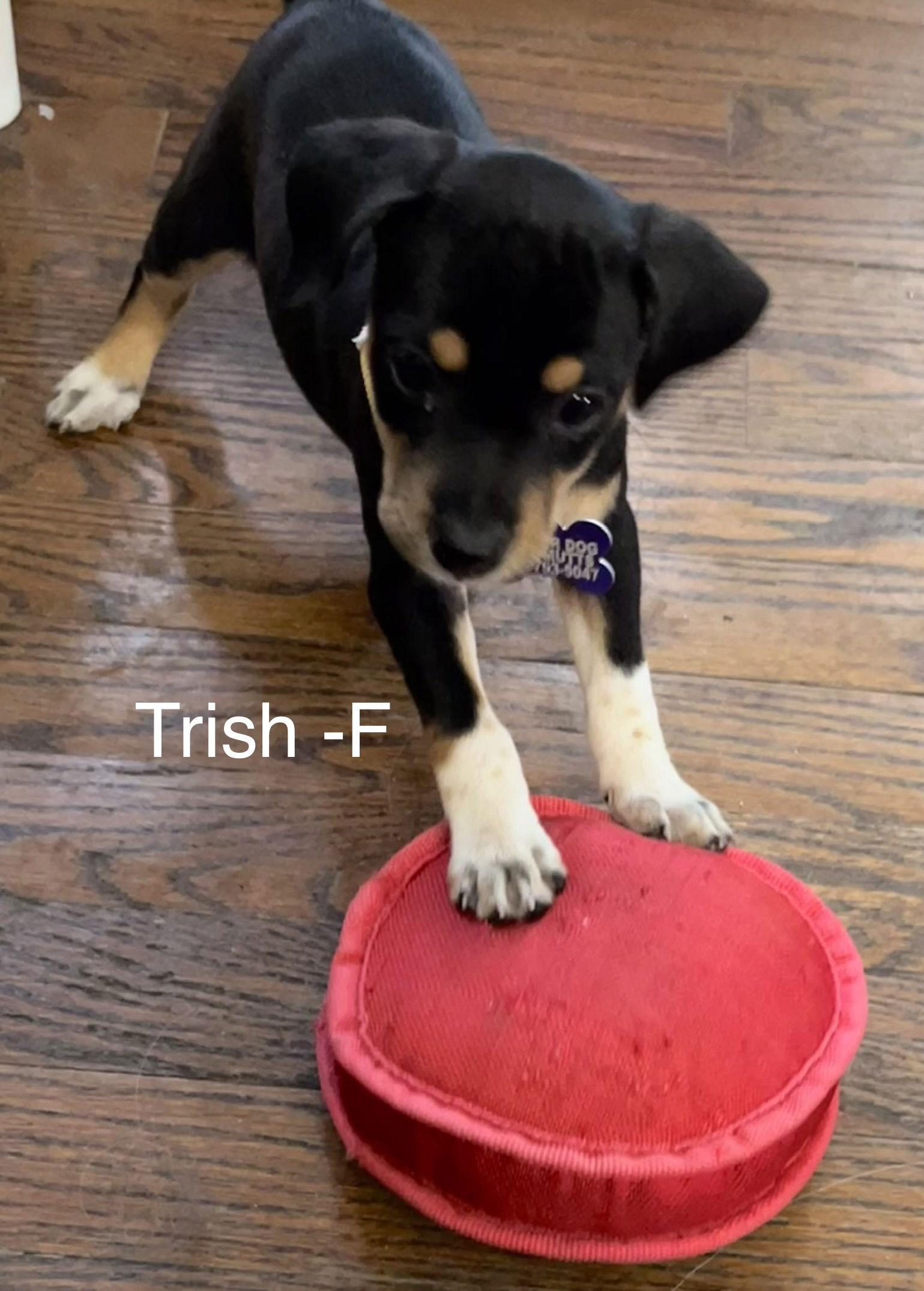 Trish, a Adopted Dachshund in Hillside, IL image 2/3