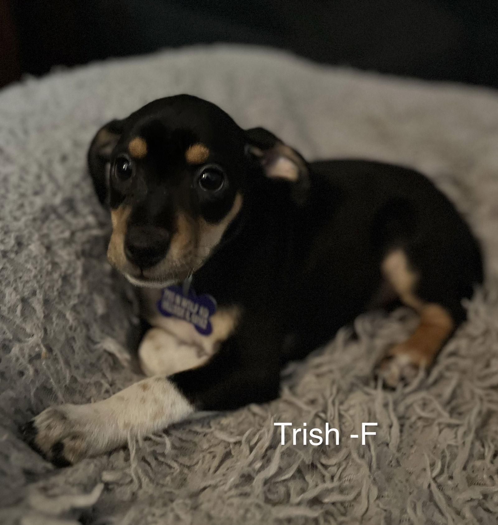 Trish, a Adopted Dachshund in Hillside, IL image 3/3