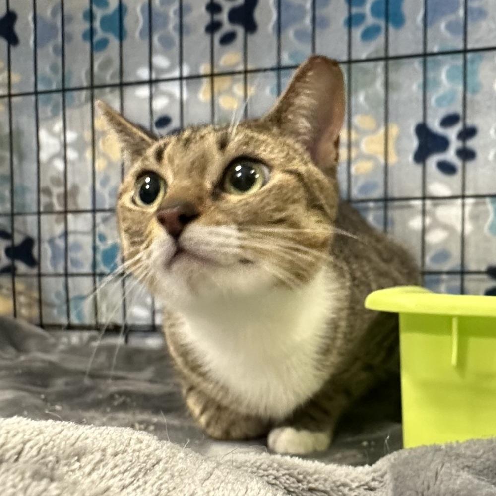 Enlarge Bobbie, a Adoptable Domestic Short Hair in Panama City Beach, FL image 1/3