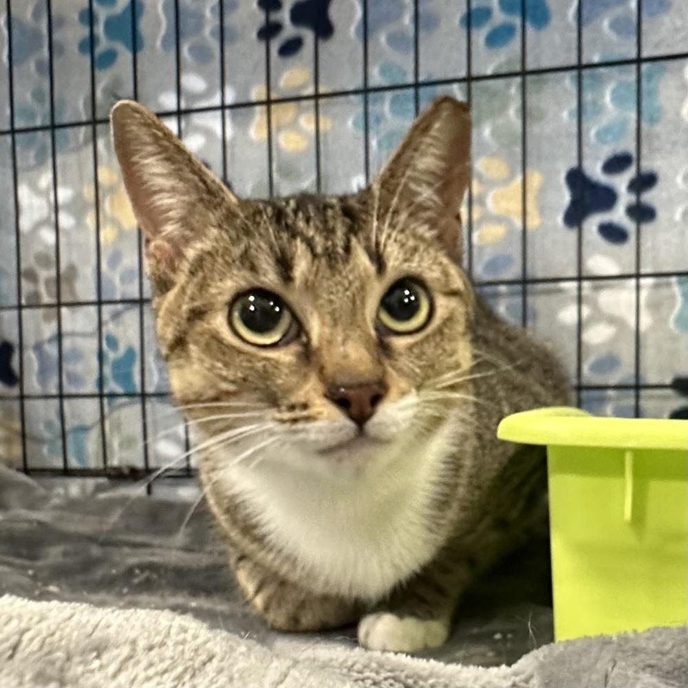 Enlarge Bobbie, a Adoptable Domestic Short Hair in Panama City Beach, FL image 2/3