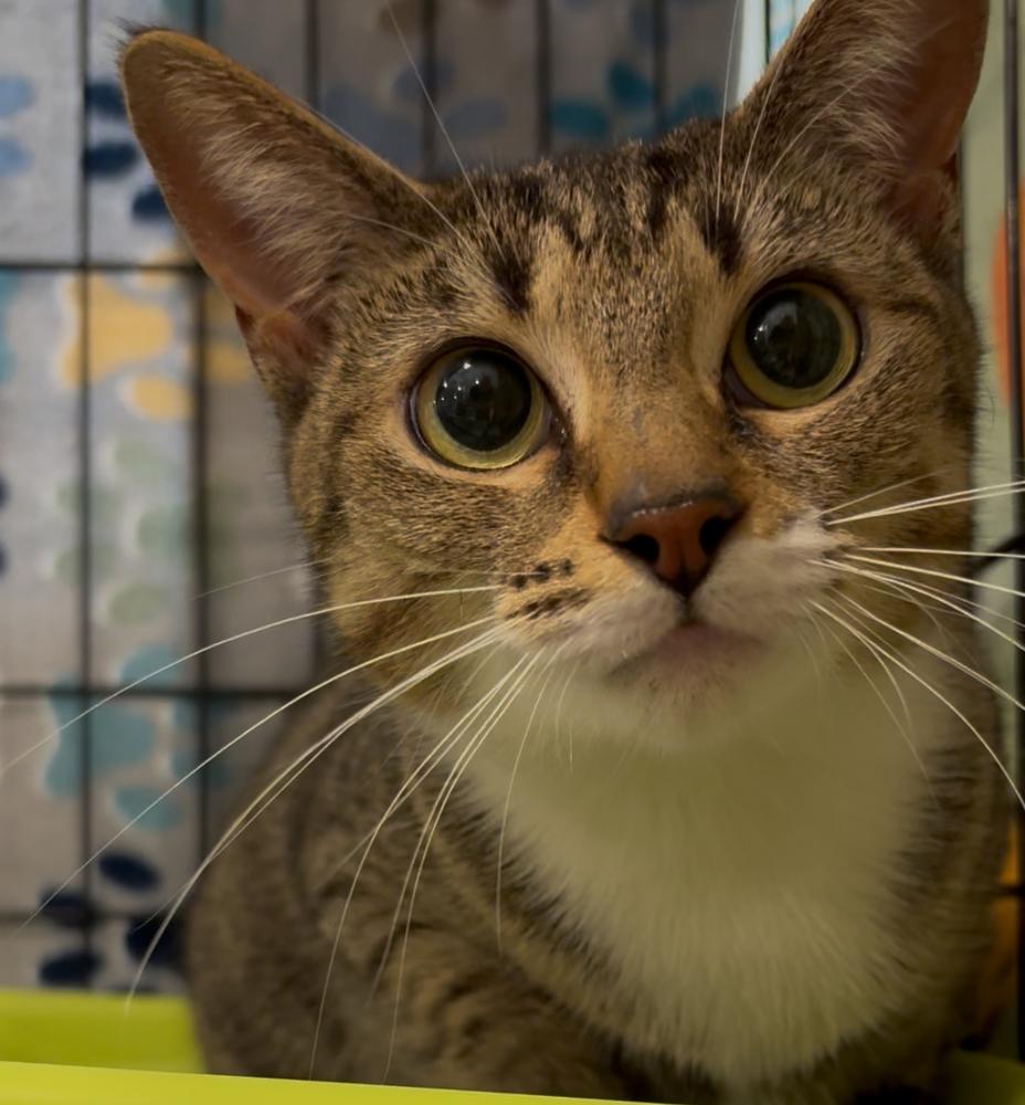 Enlarge Bobbie, a Adoptable Domestic Short Hair in Panama City Beach, FL image 3/3