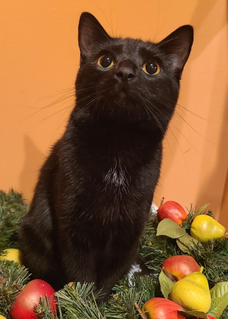 Enlarge Mushu, a Adoptable mixed breed in Portland, IN image 1/4