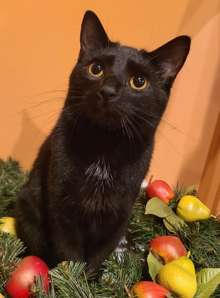 Enlarge Mushu, a Adoptable mixed breed in Portland, IN image 2/4