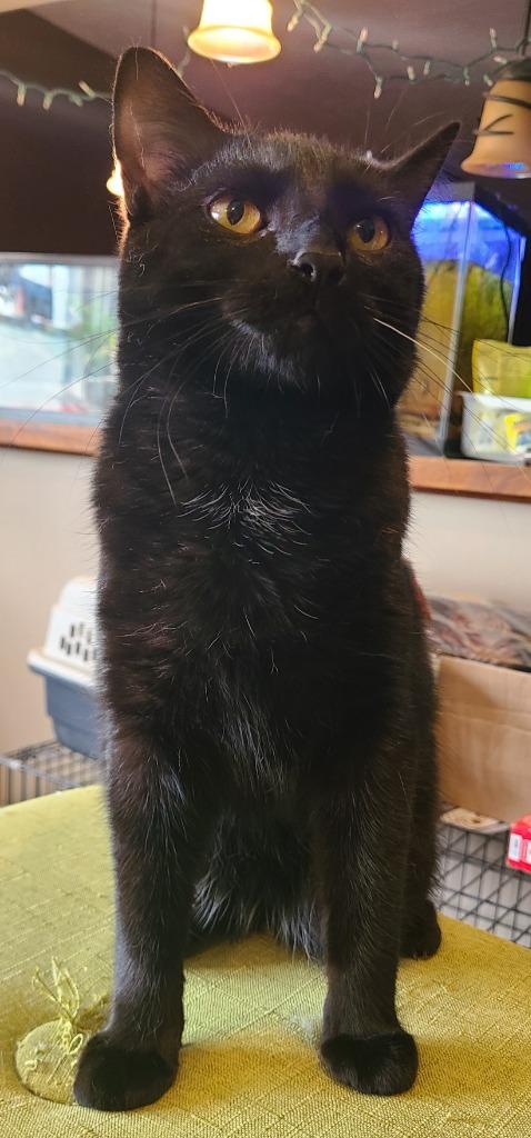 Enlarge Mushu, a Adoptable mixed breed in Portland, IN image 4/4