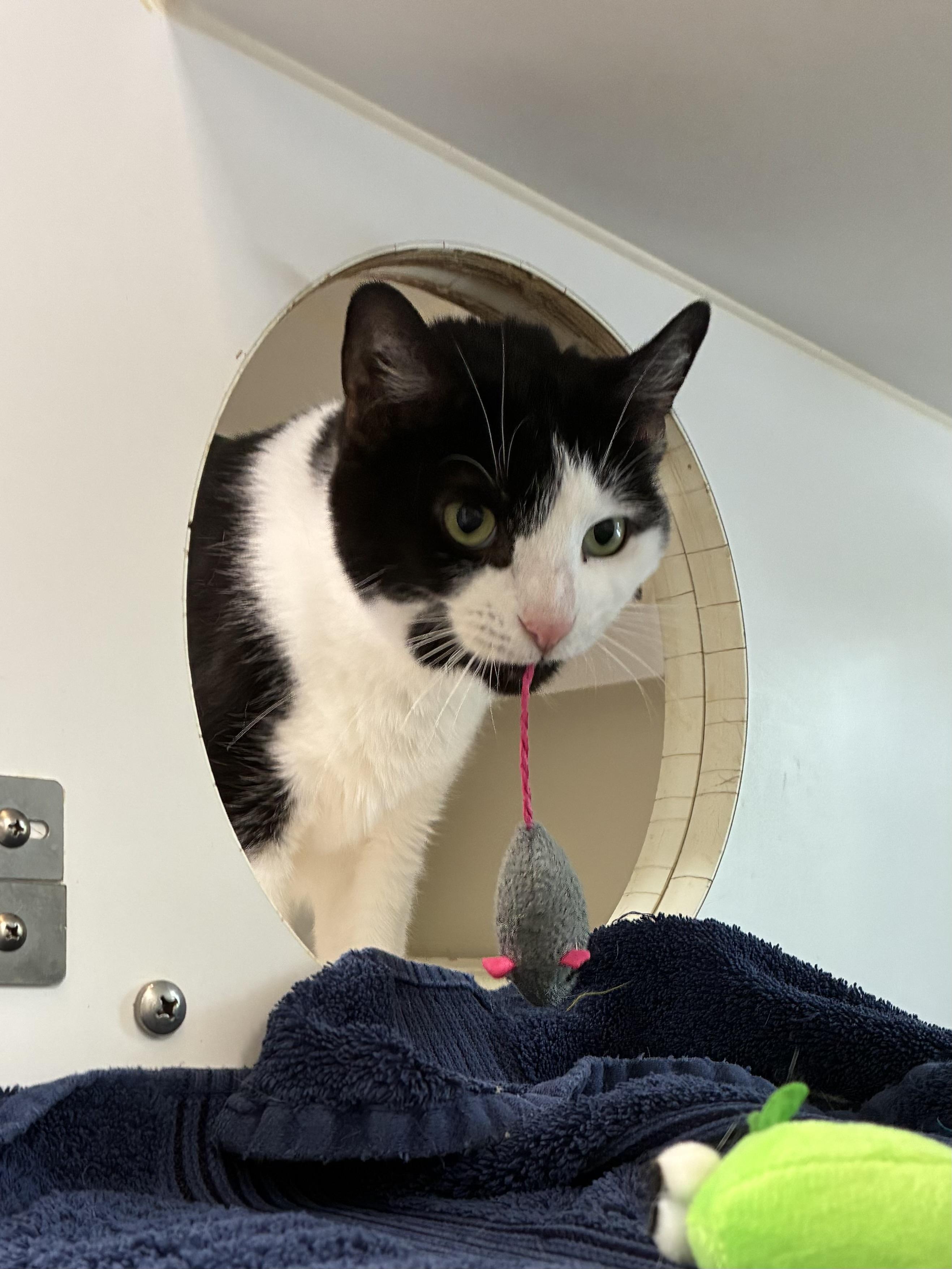 Min-FOR THE WIN!!!, Adult Female American Shorthair
