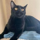 Midnight, an adopted Domestic Short Hair in Rushville, IL_image-1