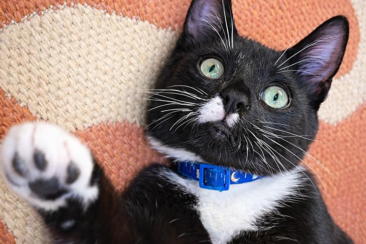 Enlarge Wookie, a ADOPTABLE Domestic Short Hair in Seattle, WA image 2/6