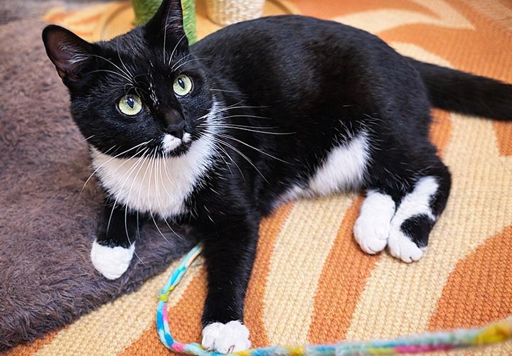 Enlarge Wookie, a ADOPTABLE Domestic Short Hair in Seattle, WA image 3/6