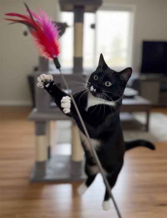 Enlarge Wookie, a ADOPTABLE Domestic Short Hair in Seattle, WA image 4/6