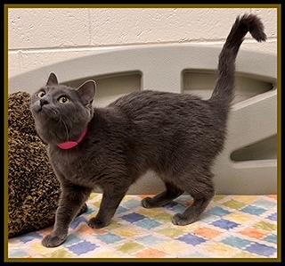 Enlarge SYLVEE, a Adoptable Domestic Short Hair in Peoria, IL image 1/1