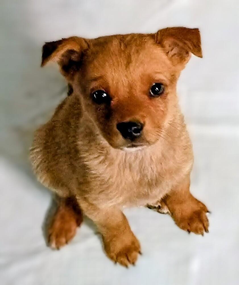 Greta, Adoptable, Puppy Female Terrier & Mixed Breed.