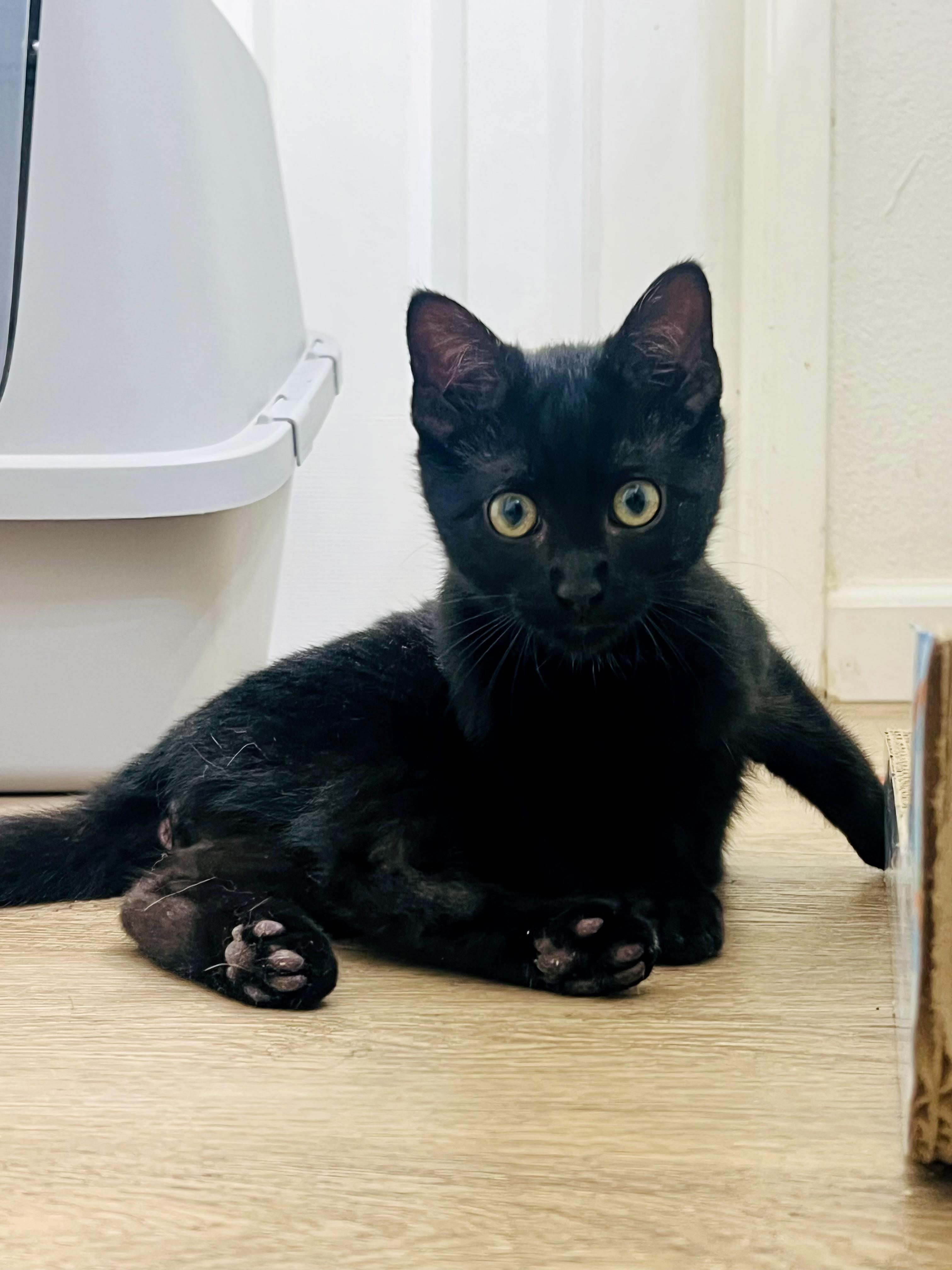 Alex, an adopted Domestic Short Hair in Elk Grove, CA image 3/3