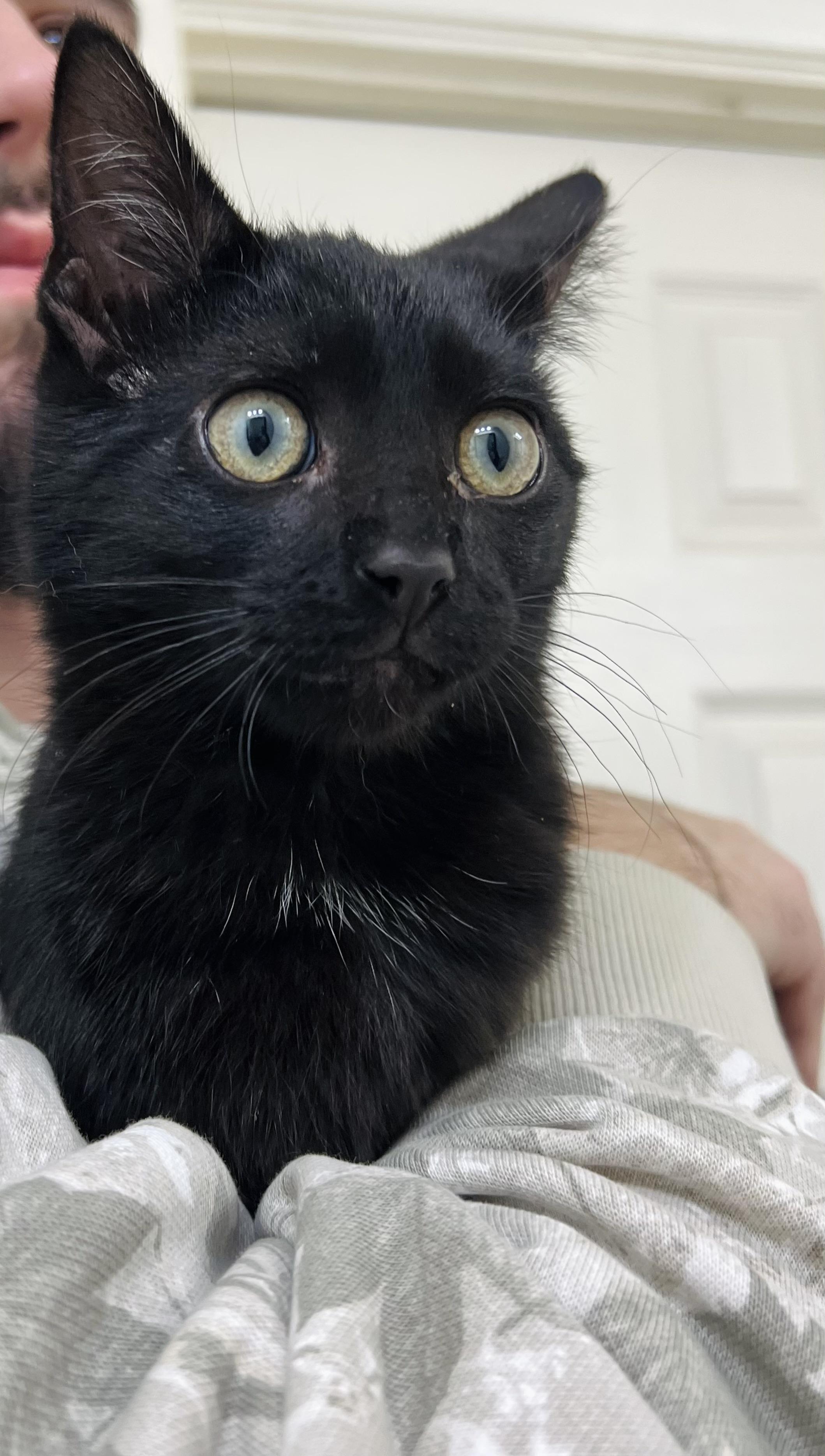 Alex, an adopted Domestic Short Hair in Elk Grove, CA image 1/3