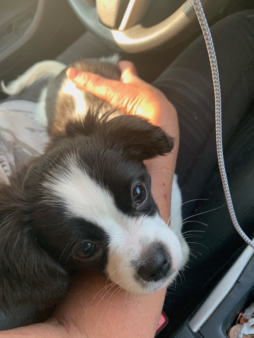 Mimi, Adopted, Puppy Female Shih Tzu.