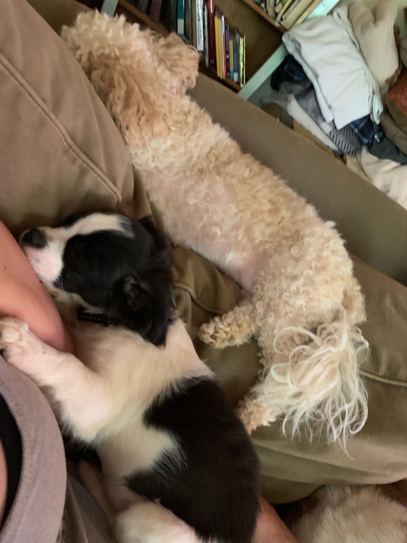 Enlarge Mimi, a Adopted Shih Tzu in Douglasville, GA image 2/6