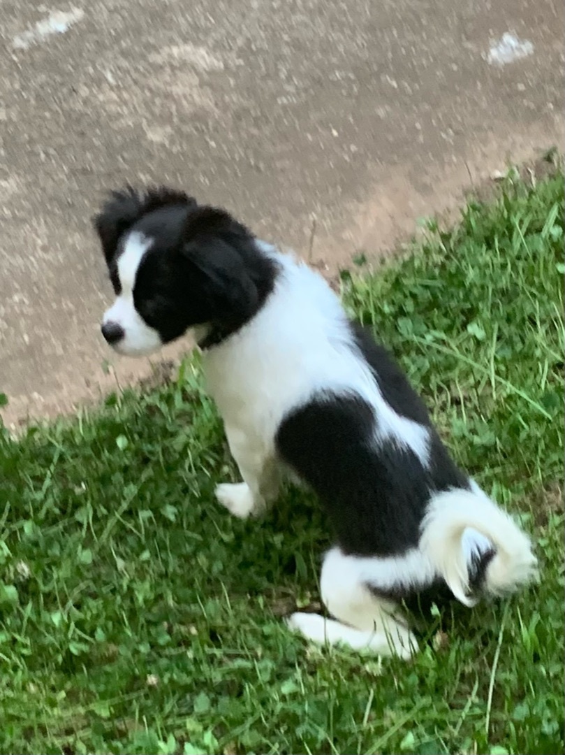 Enlarge Mimi, a Adopted Shih Tzu in Douglasville, GA image 3/6