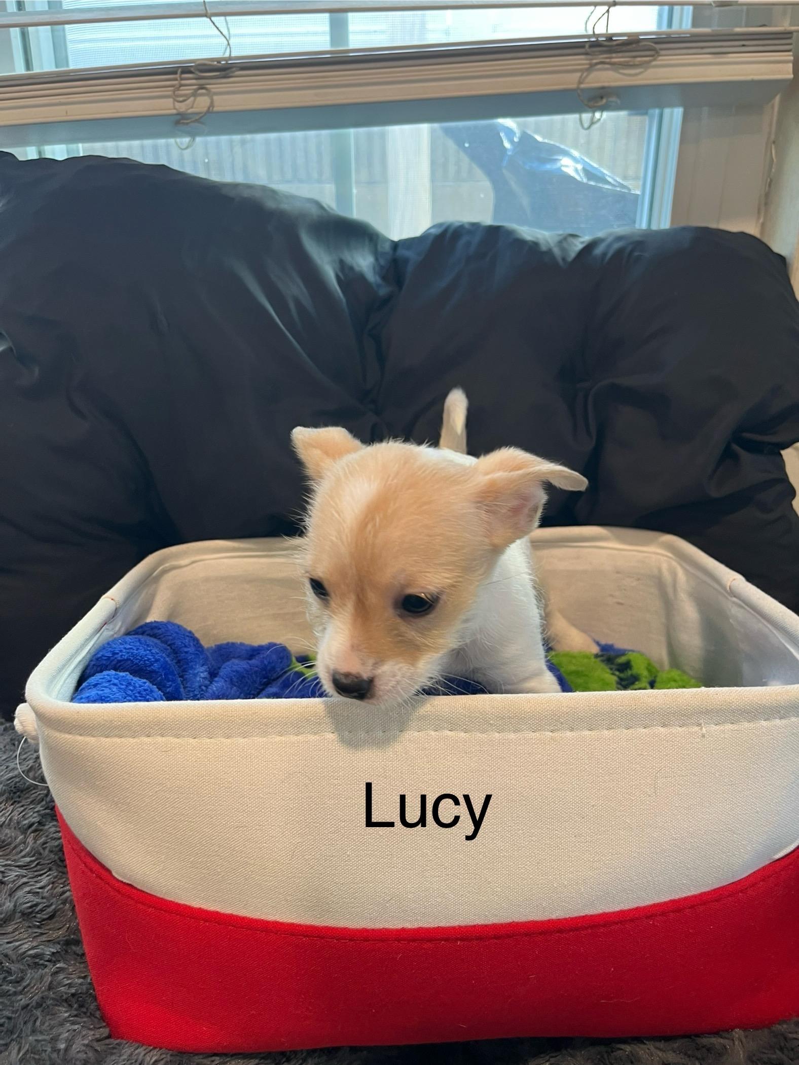 Enlarge Lucy, an adoptable Chihuahua in irvine, CA image 2/3