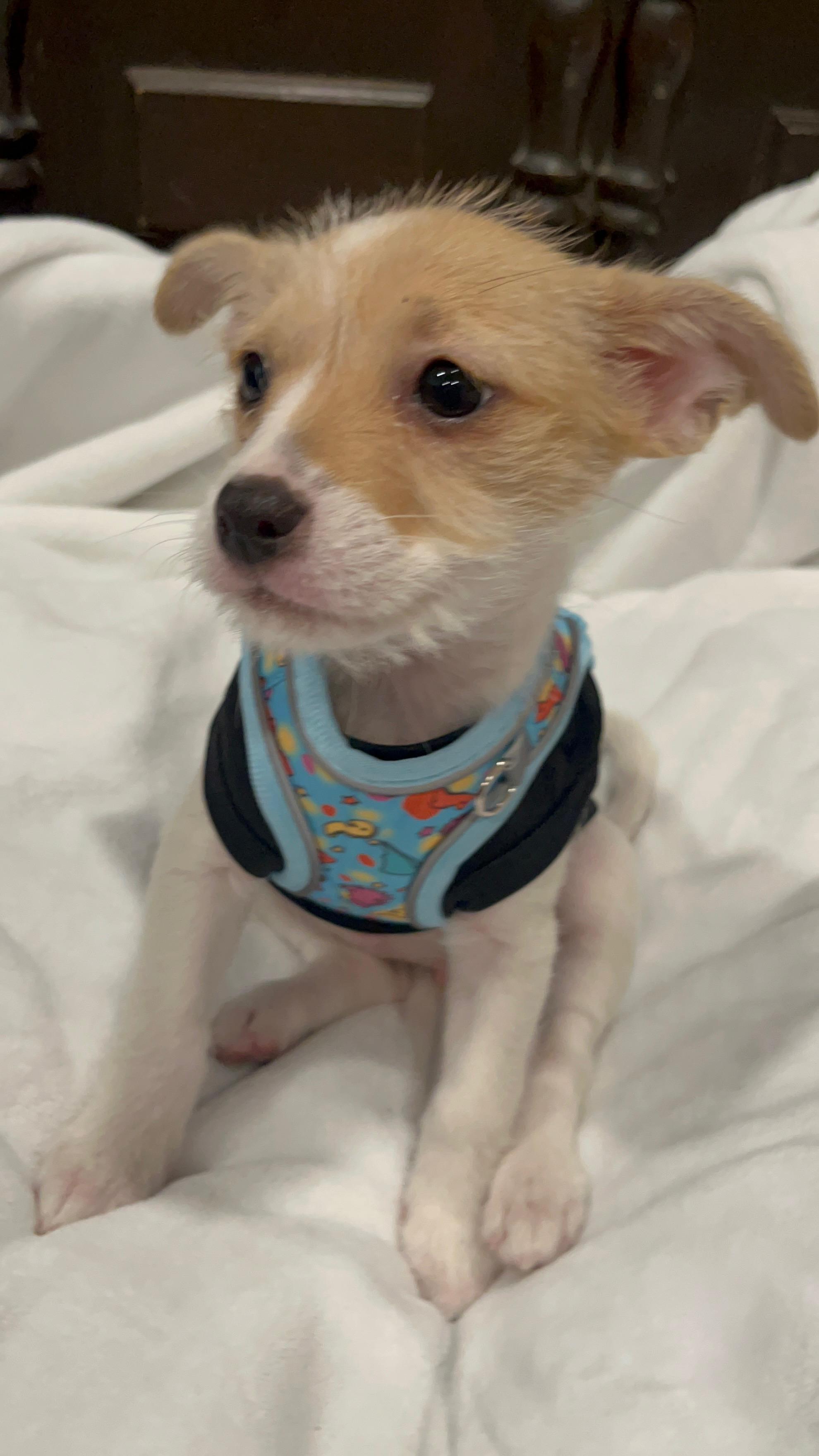 Enlarge Lucy, an adoptable Chihuahua in irvine, CA image 3/3