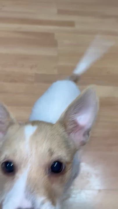 Enlarge Lucy, an adoptable Chihuahua in irvine, CA video 1/3