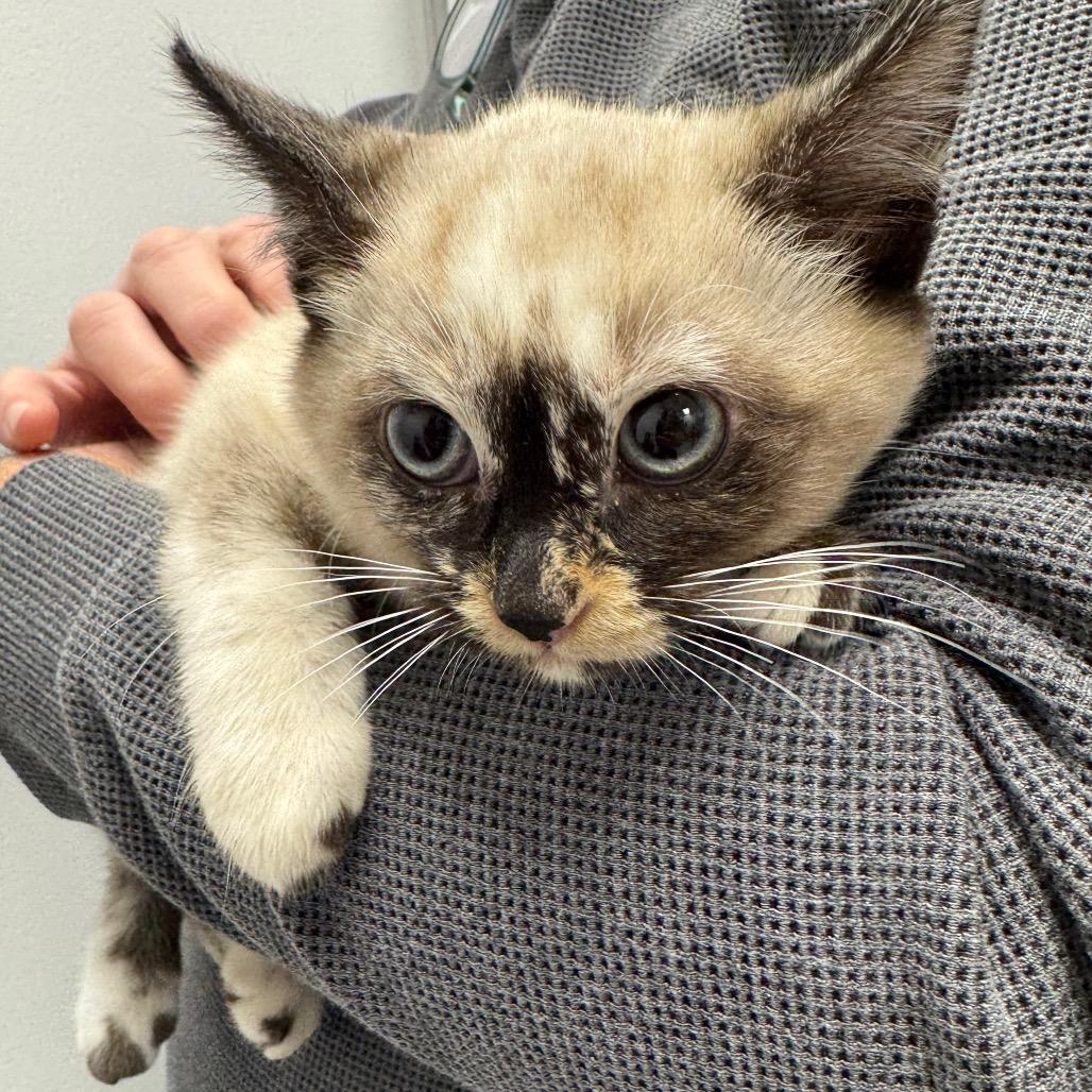 Audrey, Adoptable, Kitten Female Domestic Short Hair & Siamese.