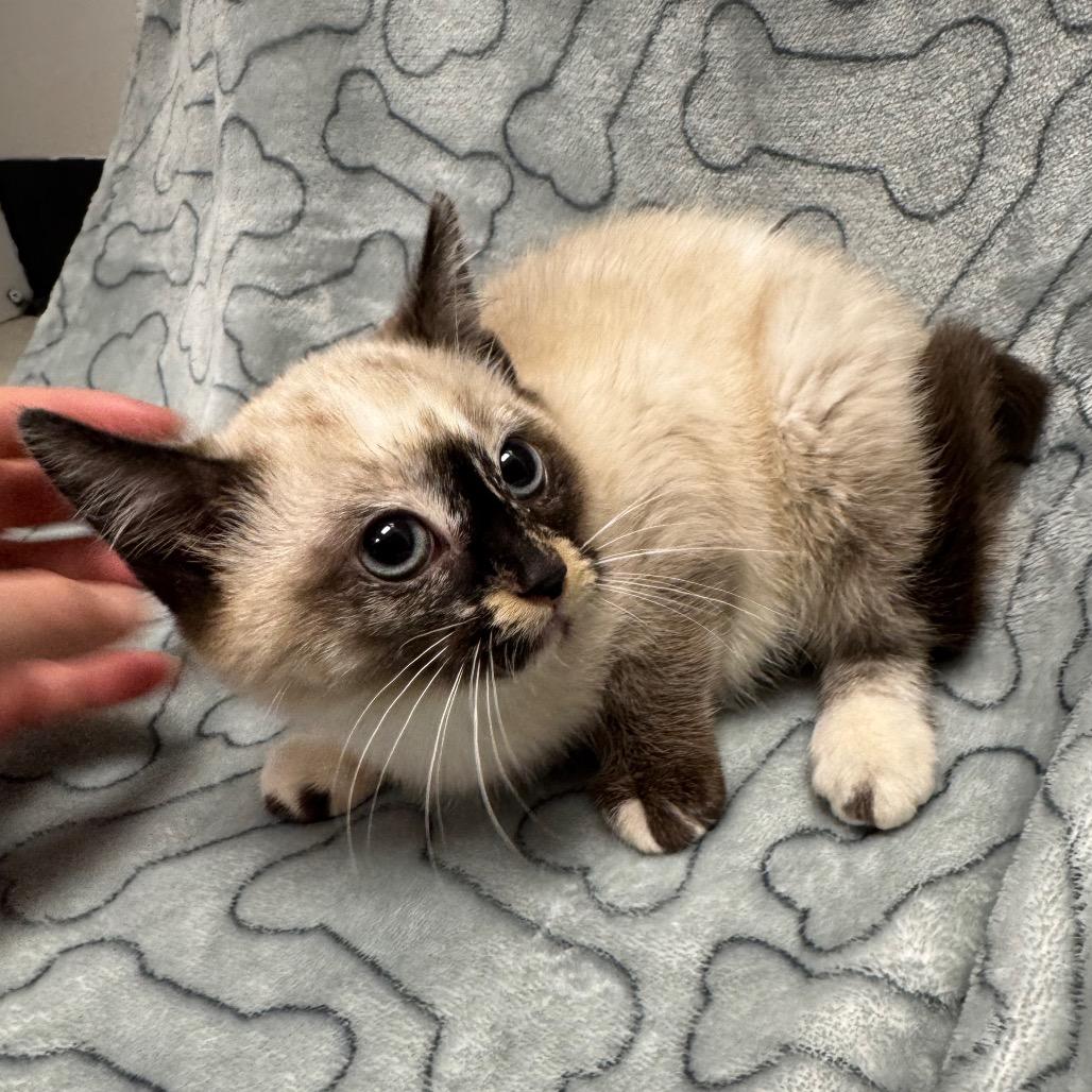 Enlarge Audrey, a Adoptable mixed breed in Sunnyvale, CA image 3/3